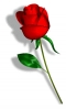 rosa.gif