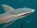 LM.remora