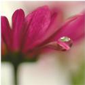 apelemflor
