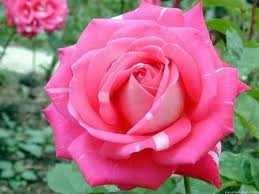 Uma rosa no jardim